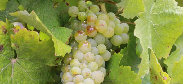 Read more about the article Making a case for versatile Chenin