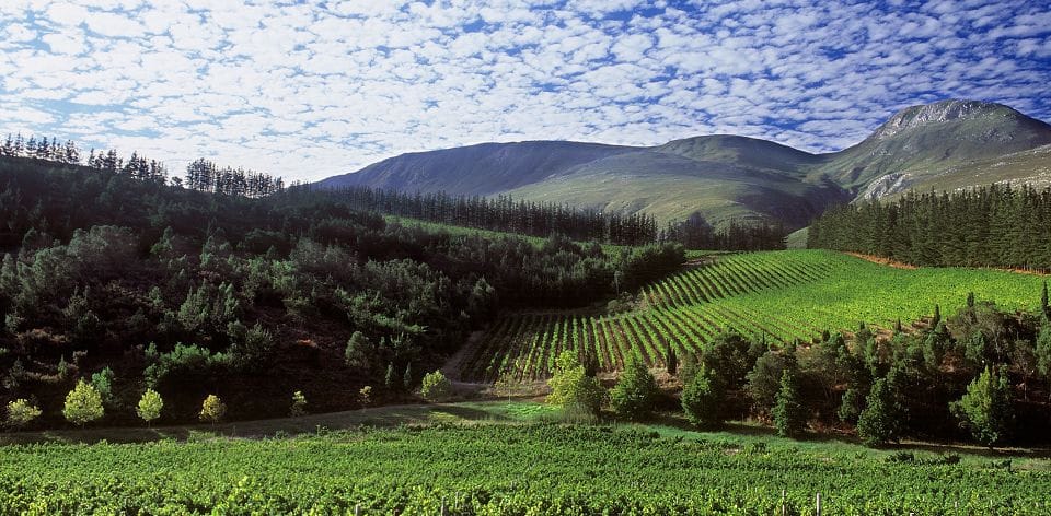 Read more about the article Cool wine from Elgin