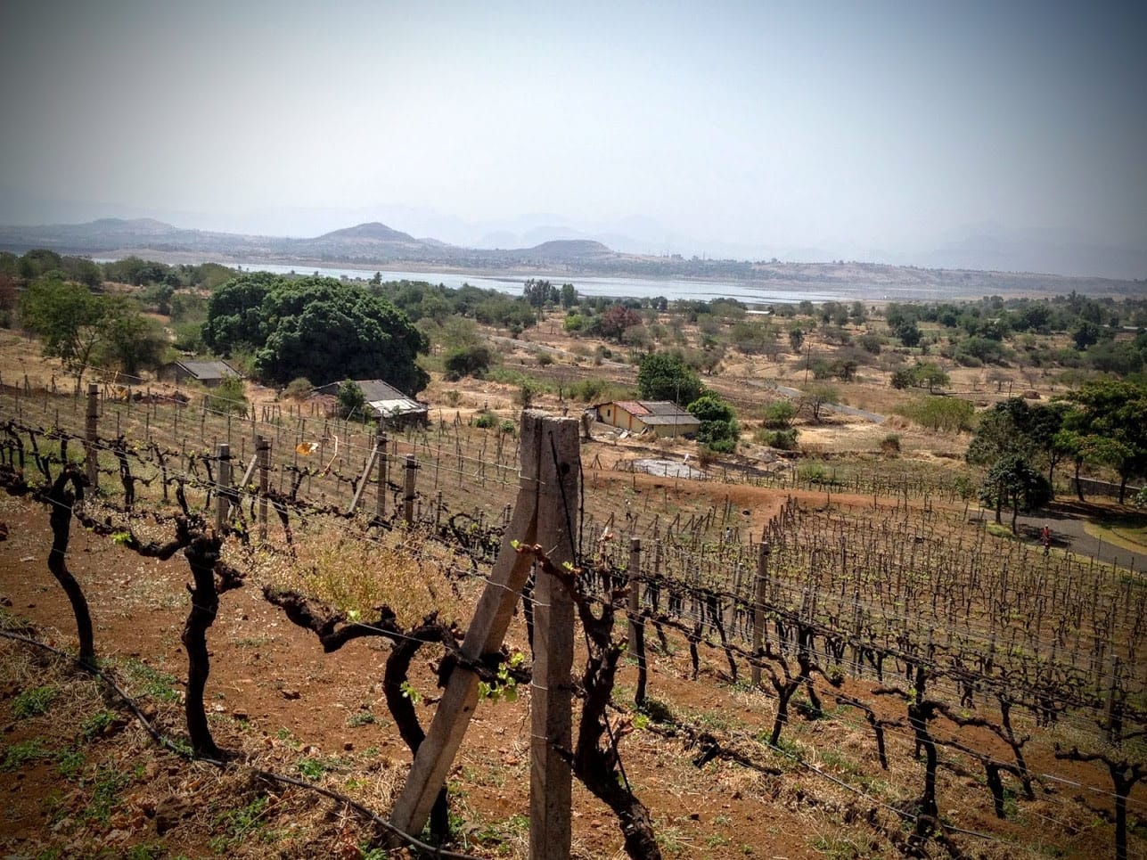 Read more about the article India – where there’s a will, there’s wine by Leigh-Ann Luckett