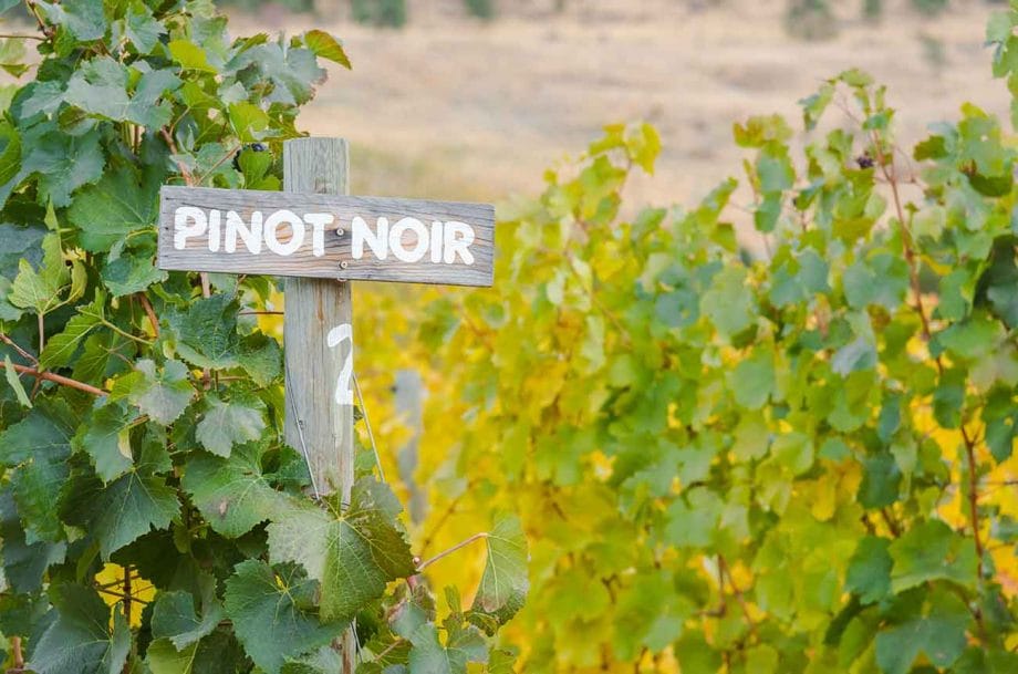 Read more about the article Pinot Noir reaches new heights